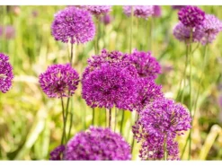 Best Allium Aflatunense Zierlauch Purple Sensation Ca 11x11 cm Topf
