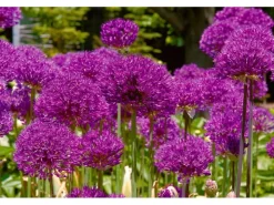 Best Allium Aflatunense Zierlauch Purple Sensation Ca 11x11 cm Topf