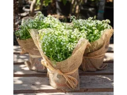 New Aquagart 15m x 1m Jutegewebe 105g/m² Jutematte Gartenjute Jute Stoff Sackleinen Juteband