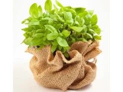 Online 10m x 1m Jutegewebe 105g/m² Jutematte Gartenjute Jute Stoff Sackleinen Juteband Töpfe