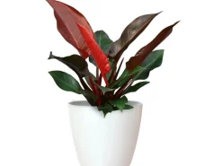Outlet Übertopf San Remo Ø 25 cm Weiß Töpfe