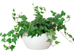Best Artevasi Schale San Remo Ø 32 cm Weiß