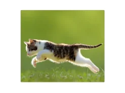 Banjado Herdabdeckungen|Kochfelder<Herdabdeckplatte Glas 1 Teilig 60x52CM Schneidebrett Herdabdeckung Mit Motiv Jagende Katze