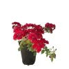 Baumfink Bodendeckerrose Fairy Red 92 im Topf