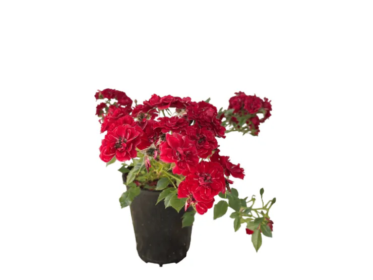 Baumfink Bodendeckerrose Fairy Red 92 im Topf