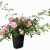 Best Baumfink Bodendeckerrose The Fairy im Topf