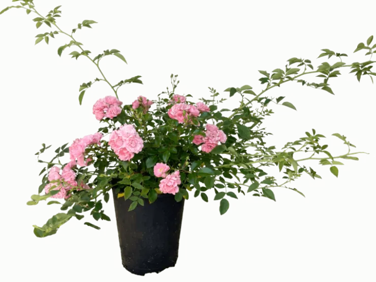 Best Baumfink Bodendeckerrose The Fairy im Topf