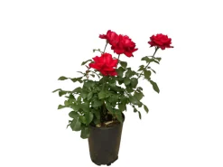 Sale Edelrose Grande Amore im Topf Töpfe