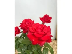 Sale Edelrose Grande Amore im Topf Töpfe