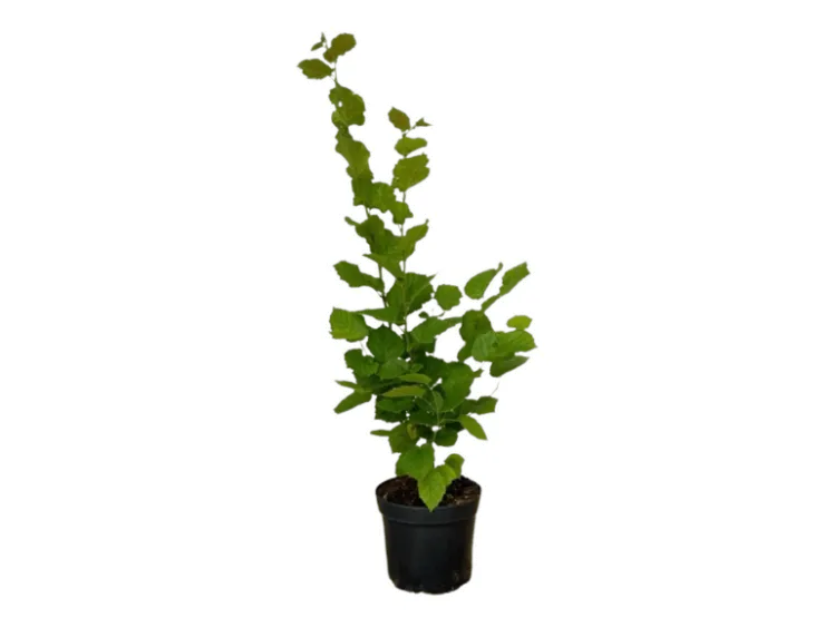 Baumfink Töpfe<Haselnuss als Topfpflanze 40-60cm