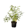Best Hundsrose als Topfpflanze 60-100cm Töpfe