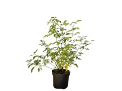 Best Hundsrose als Topfpflanze 60-100cm Töpfe
