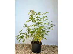 Best Hundsrose als Topfpflanze 60-100cm Töpfe