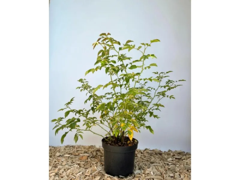 Best Hundsrose als Topfpflanze 60-100cm Töpfe