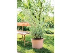 Deroma Töpfe<Pflanztopf Zylinder Bordato 38 cm Weiß White