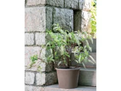 Best Deroma Pflanztopf Zylinder Primitivo Ø 28 cm Graphit