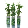 GROW by OBI Töpfe<Echter Hopfen "Northern Brew" Höhe ca. 40 - 60 cm Topf ca. 2 l Humulus lupulus