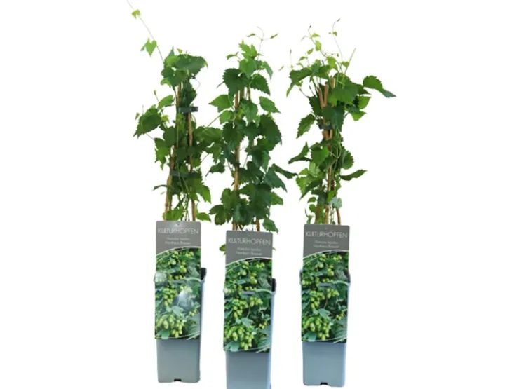 GROW by OBI Töpfe<Echter Hopfen "Northern Brew" Höhe ca. 40 - 60 cm Topf ca. 2 l Humulus lupulus