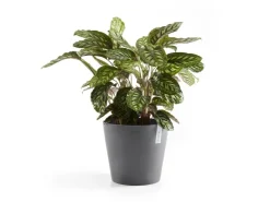 Outlet Ecopots Pflanztopf Amsterdam Ø 40 cm x 35 cm Grau