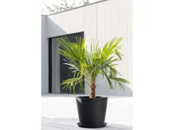 Pflanztopf Amsterdam Ø 40 cm / Höhe 35 cm Töpfe