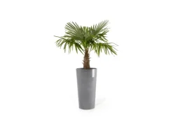 Clearance Ecopots Pflanztopf Amsterdam Halbhoch 34 cm x 66 cm Grau