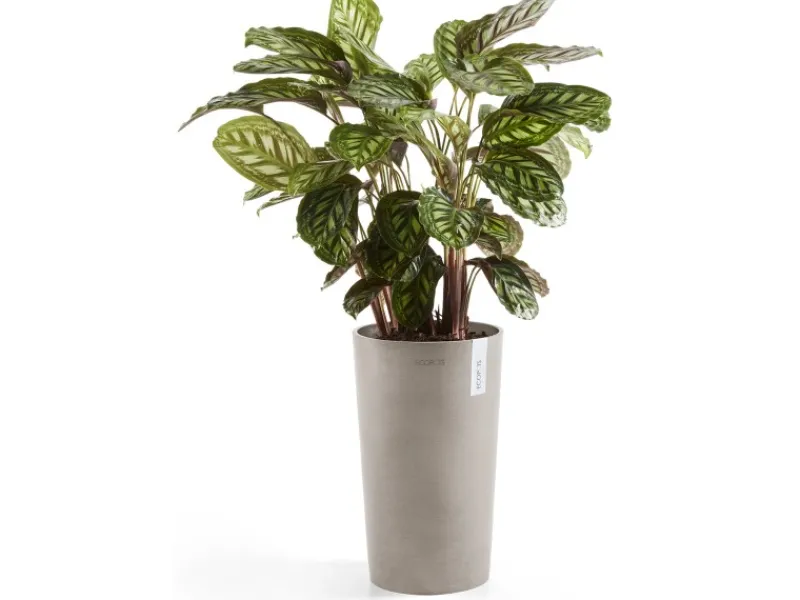 Best s Pflanztopf Amsterdam halbhoch Braungrau 50 cm Töpfe