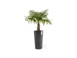 Outlet Pflanztopf Amsterdam Hoch 41 cm x 76 cm Töpfe
