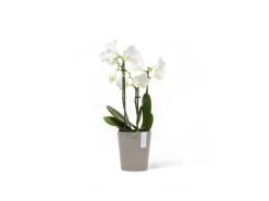Ecopots Töpfe<Pflanztopf Morinda Braungrau 11 cm x 12,4 cm Taupe
