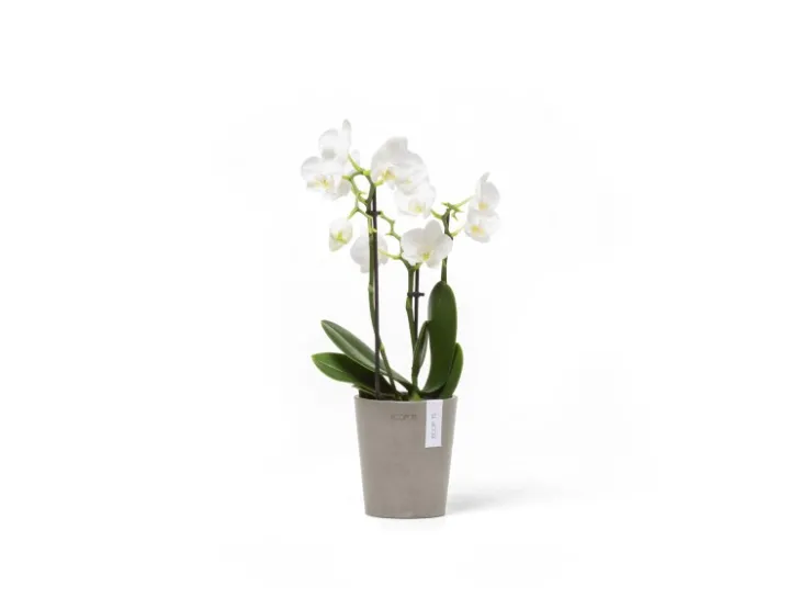 Ecopots Töpfe<Pflanztopf Morinda Braungrau 11 cm x 12,4 cm Taupe