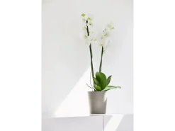 Sale Ecopots Pflanztopf Morinda Braungrau 14,2 cm x 16 cm Taupe