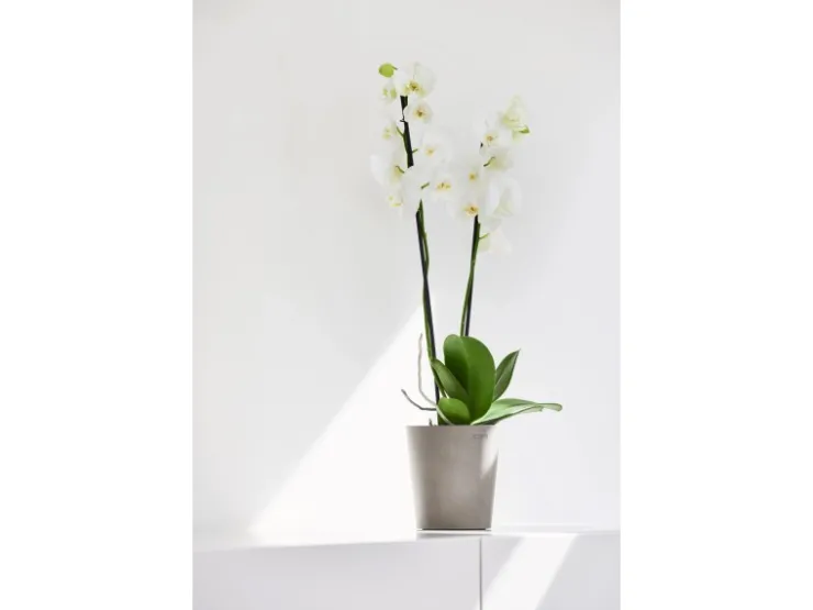 Sale Ecopots Pflanztopf Morinda Braungrau 14,2 cm x 16 cm Taupe
