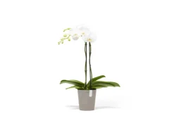 Sale Ecopots Pflanztopf Morinda Braungrau 14,2 cm x 16 cm Taupe