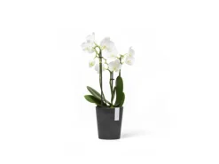 New Pflanztopf Morinda 11 cm x 12,4 cm Töpfe