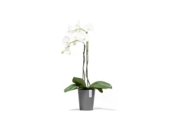 Ecopots Töpfe<Pflanztopf Morinda 17 cm x 19,2 cm Grau