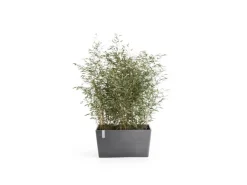 Hot Ecopots Pflanztopf Paris (HxBxT) 50 x 99 x 46 cm Grau
