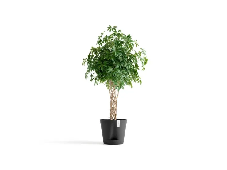 Clearance Ecopots Pflanztopf Venice 2 40 cm x 35 cm Dunkelgrau