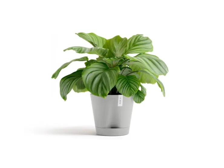 Ecopots Töpfe<Pflanztopf Venice 2 30 cm x 26,3 cm Weißgrau