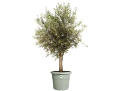 Elho Töpfe<Blumentopf Algarve Cilindro Ø 40 cm x 33 cm Grün