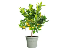 Blumentopf Algarve Cilindro Ø 35 cm x 29 cm Töpfe