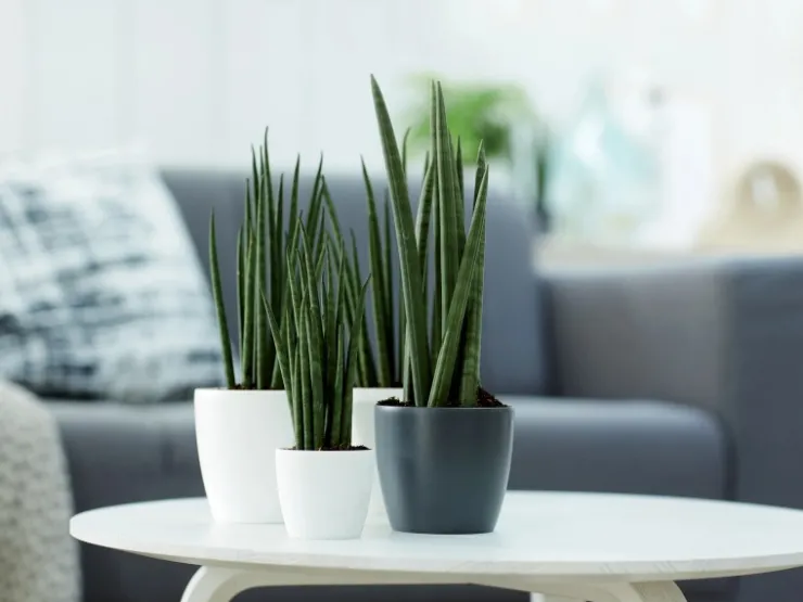Sale Elho Blumentopf Brussels Rund Mini Ø 9,5 Weiß