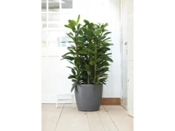 Sale Elho Blumentopf Brussels Rund mit Rollen Ø 40 cm Anthrazit