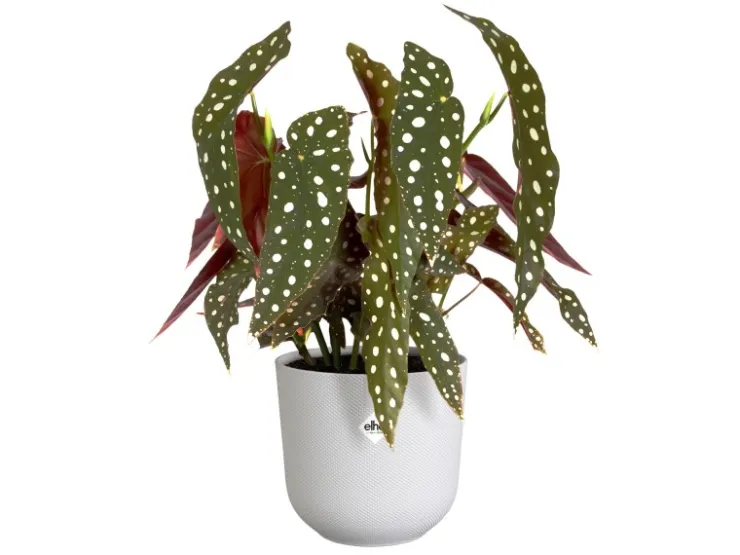Best Elho Blumentopf Jazz Ø 14,2 cm x 13,1 cm Weiß Seidenglanz
