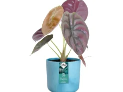 Best Blumentopf Ocean Collection Ø 18 cm Töpfe