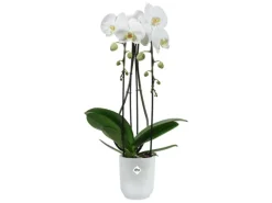 New Orchideentopf Vibes Fold Ø 9,2 cm x 14,9 cm Töpfe