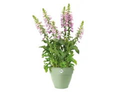 Clearance Pflanzentopf Vibia Campana Ø 47 cm x 40 cm Pistaziengrün Töpfe