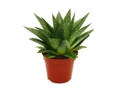 Töpfe<Exotenherz Sukkulente Gasteria D Tiga Gasterie 8,5cm Topf