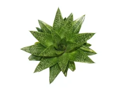 Töpfe<Exotenherz Sukkulente Gasteria D Tiga Gasterie 8,5cm Topf