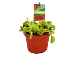 Töpfe<Exotenherz Venusfliegenfalle Dionaea Muscipula -12cm Topf