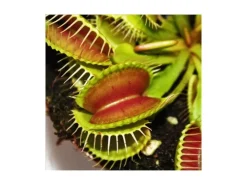 Töpfe<Exotenherz Venusfliegenfalle Dionaea Muscipula -12cm Topf