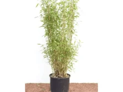 Töpfe<Fargesia Murieliae Jumbo Bambus Immergrün 60–100 cm
